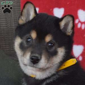 Camper, Shiba Inu Puppy