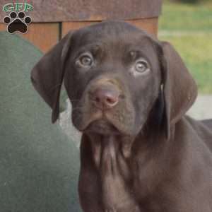 Camper, German Shorthaired Pointer Puppy