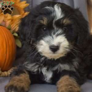 Camper, Mini Bernedoodle Puppy