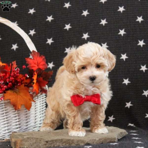 Candy Cane, Maltipoo Puppy