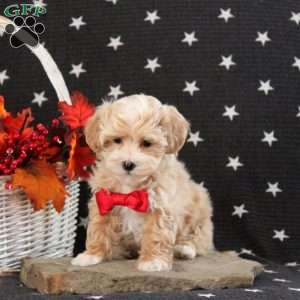 Candy Cane, Maltipoo Puppy