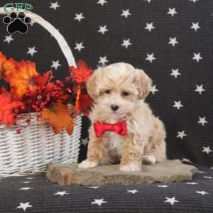 Candy Cane, Maltipoo Puppy