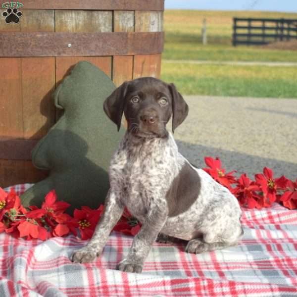 Candy, German Shorthaired Pointer Puppy