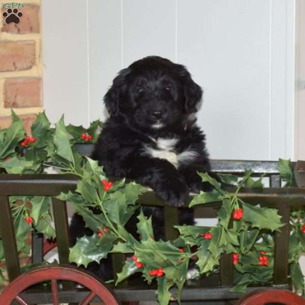 Candy, Bernedoodle Puppy