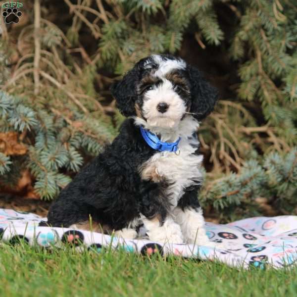 Candy, Mini Bernedoodle Puppy