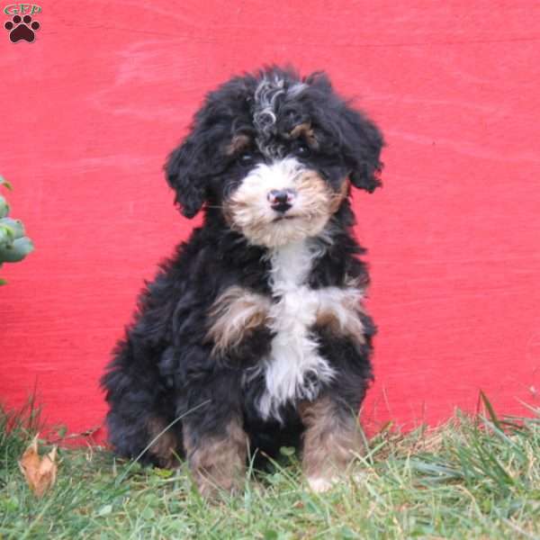 Candy, Mini Bernedoodle Puppy