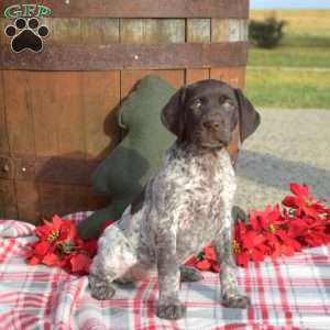 Candy, German Shorthaired Pointer Puppy