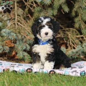 Candy, Mini Bernedoodle Puppy