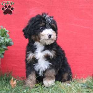 Candy, Mini Bernedoodle Puppy