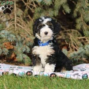 Candy, Mini Bernedoodle Puppy