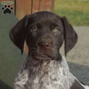 Candy, German Shorthaired Pointer Puppy