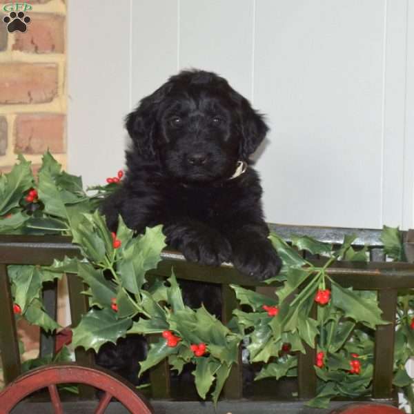 Cane, Bernedoodle Puppy