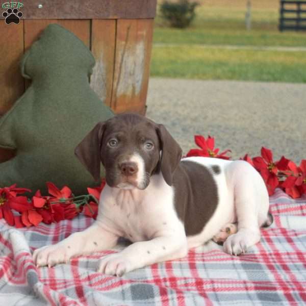 Cane, German Shorthaired Pointer Puppy