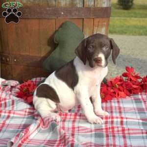 Cane, German Shorthaired Pointer Puppy