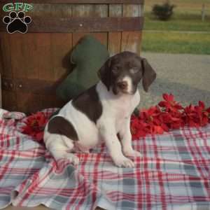 Cane, German Shorthaired Pointer Puppy