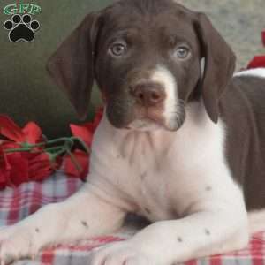 Cane, German Shorthaired Pointer Puppy