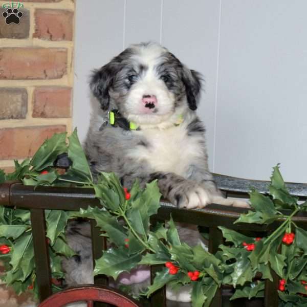 Cannoli, Bernedoodle Puppy