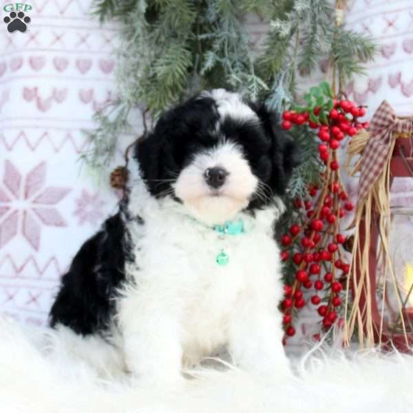 Cappuchino, Mini Bernedoodle Puppy