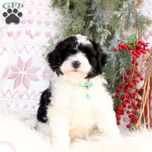 Cappuchino, Mini Bernedoodle Puppy