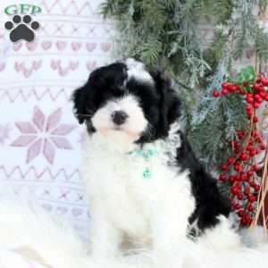 Cappuchino, Mini Bernedoodle Puppy