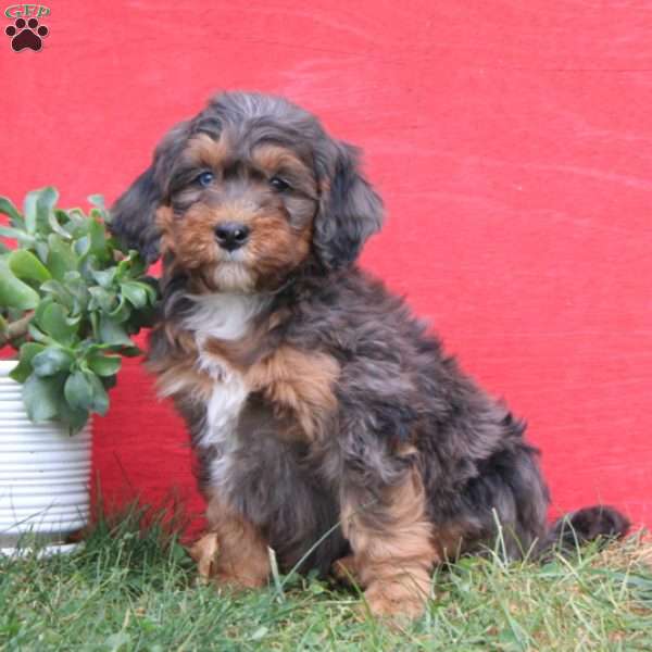 Captain, Mini Bernedoodle Puppy