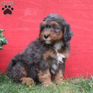 Captain, Mini Bernedoodle Puppy