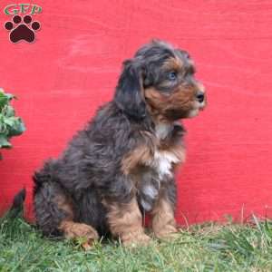 Captain, Mini Bernedoodle Puppy