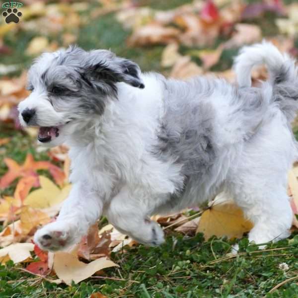 Captain, Mini Sheepadoodle Puppy