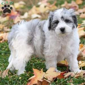 Captain, Mini Sheepadoodle Puppy