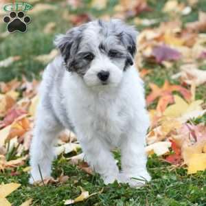 Captain, Mini Sheepadoodle Puppy