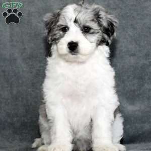 Captain, Mini Sheepadoodle Puppy