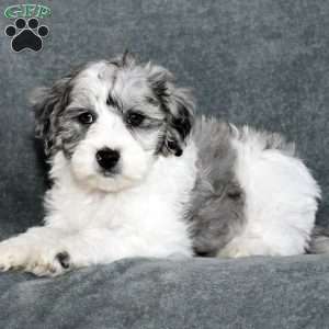 Captain, Mini Sheepadoodle Puppy