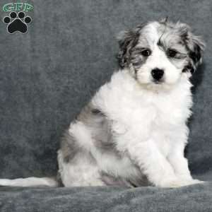 Captain, Mini Sheepadoodle Puppy