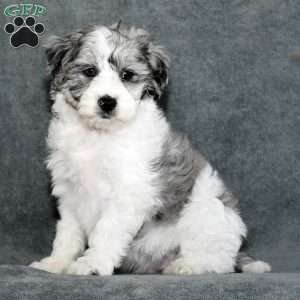 Captain, Mini Sheepadoodle Puppy