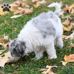 Captain, Mini Sheepadoodle Puppy