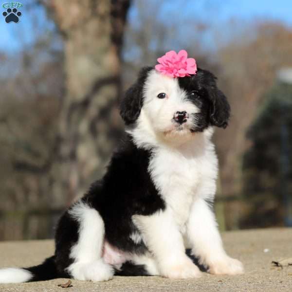 Cara, Sheepadoodle Puppy