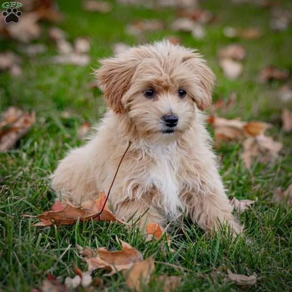 Carla, Maltipoo Puppy