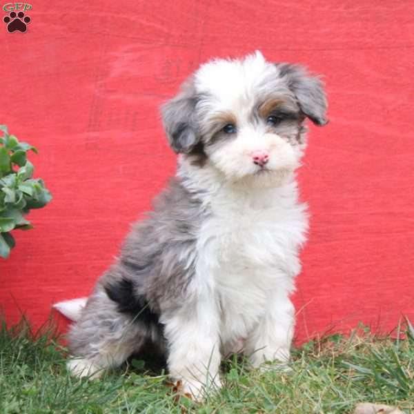 Carla, Mini Bernedoodle Puppy