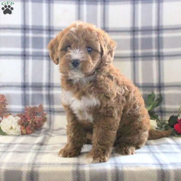 Carla, Mini Goldendoodle Puppy