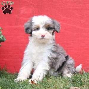 Carla, Mini Bernedoodle Puppy