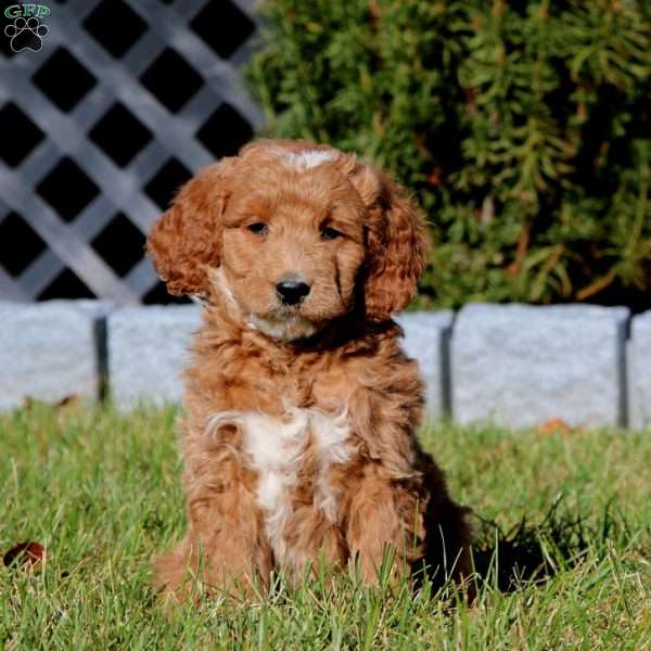 Carla, Mini Goldendoodle Puppy