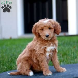 Carla, Mini Goldendoodle Puppy