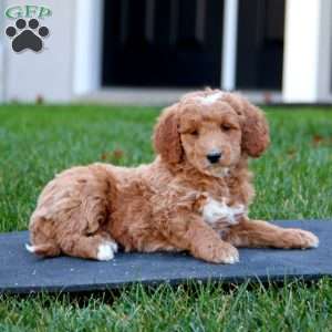 Carla, Mini Goldendoodle Puppy