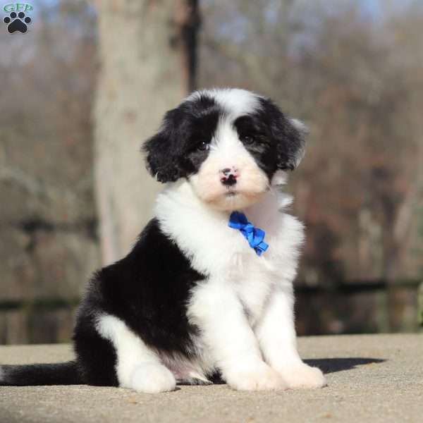 Carlos, Sheepadoodle Puppy