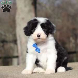 Carlos, Sheepadoodle Puppy