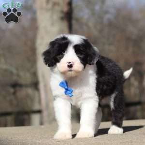 Carlos, Sheepadoodle Puppy