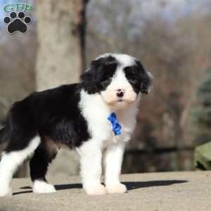 Carlos, Sheepadoodle Puppy