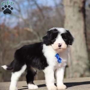 Carlos, Sheepadoodle Puppy