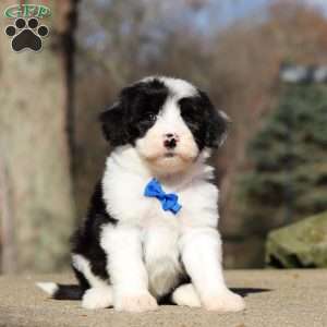 Carlos, Sheepadoodle Puppy