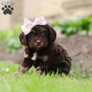 Carly, Cockapoo Puppy